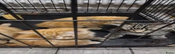 Mixed Breed cats for sale: Kitten ready for new home in Hereford - Advert 10