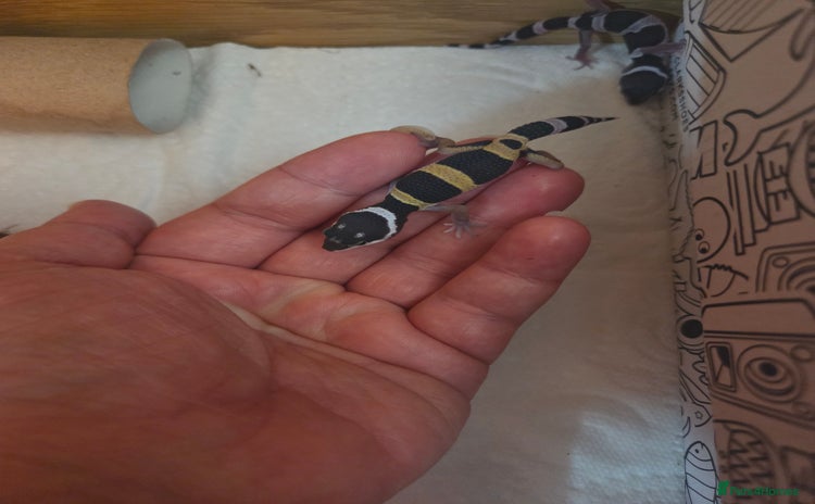 Leopard Gecko reptiles - Advert 1