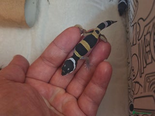 Leopard Gecko reptiles - Advert 5