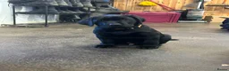Labrador Retriever dogs for sale: Beautiful Black Labrador Puppies for Sale - Advert 3