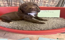 Cocker Spaniel dogs for sale: Two cocker spaniel litters - Image 6