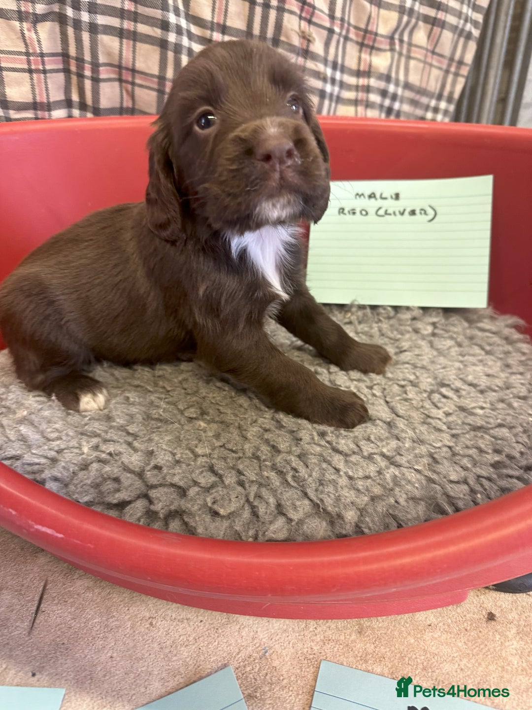 Cocker Spaniel dogs for sale: Two cocker spaniel litters - Image 6