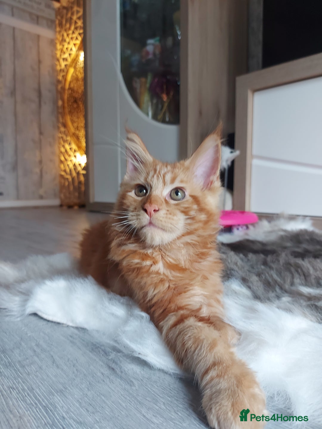 Maine Coon cats for sale: Beautiful XXL Maine-coon kittens 😸 ♥️  - Image 10