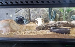 Gecko reptiles for sale: Leopard Gecko for sale - Advert 7