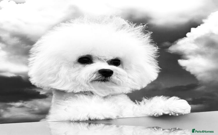 Bichon Frise dogs - Advert 1