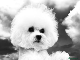 Bichon Frise dogs - Advert 27