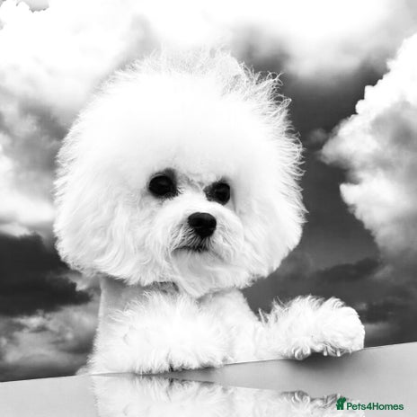 Bichon Frise dogs - Advert 1