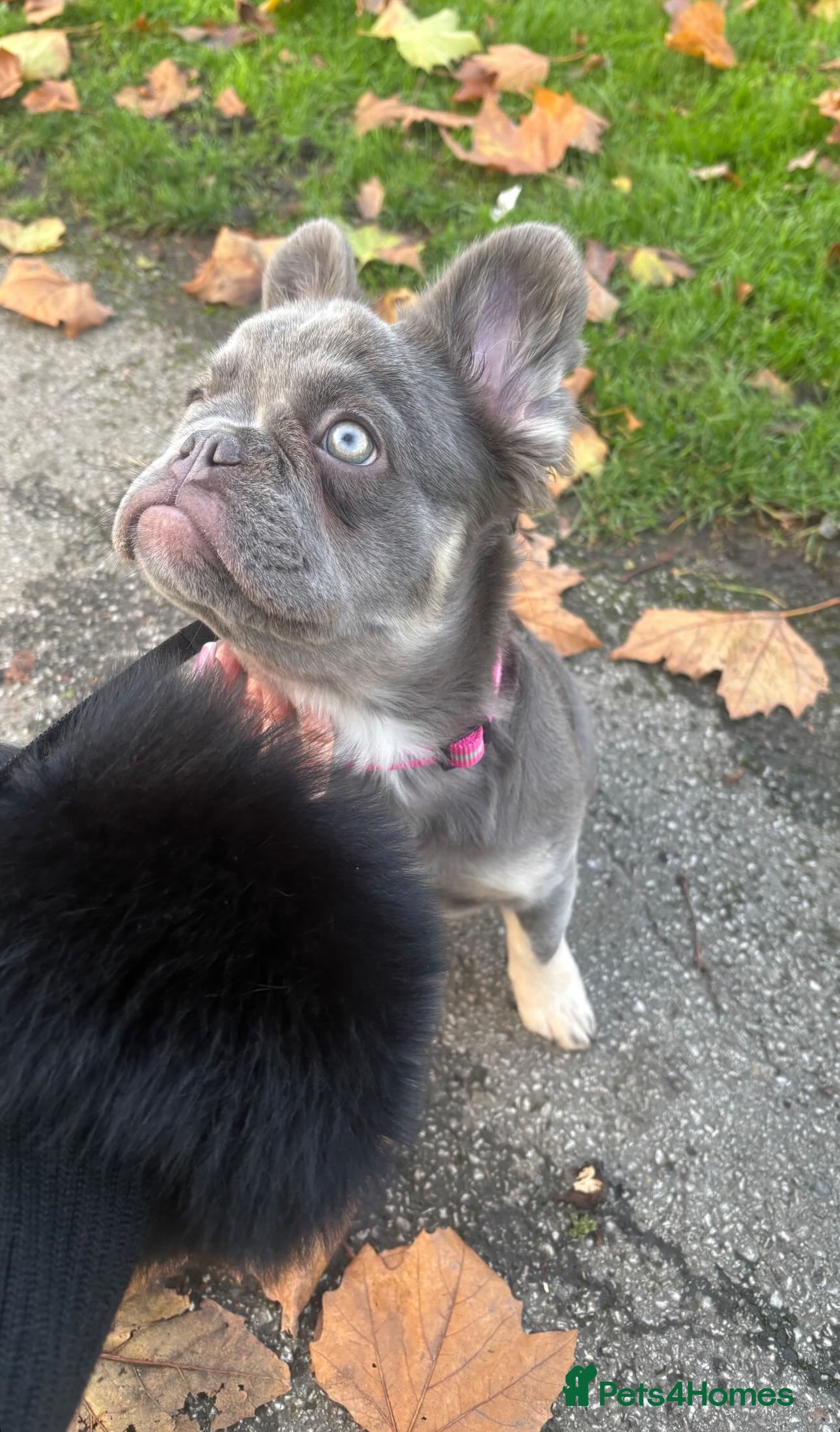 French Bulldog dogs Blue fluffy frenchie  - Advert 1