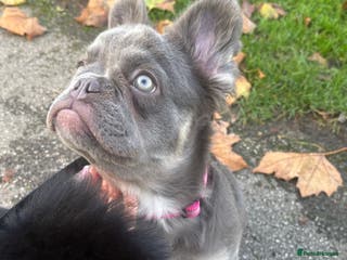 French Bulldog dogs Blue fluffy frenchie - Advert 4