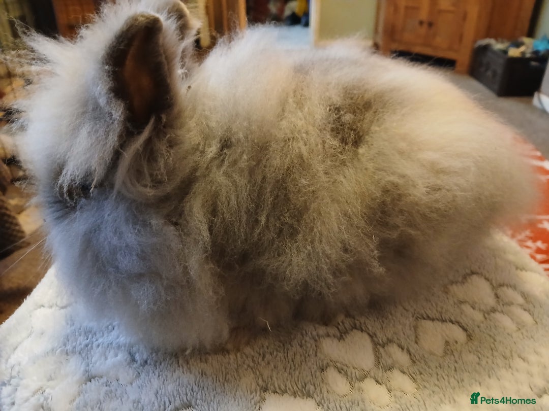 Lionhead rabbits for sale: Stunning DM Lionhead baby rabbit  - Advert 4