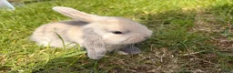 Mini Lop rabbits for sale: Adorable mini lops 💖🩵 - Advert 10