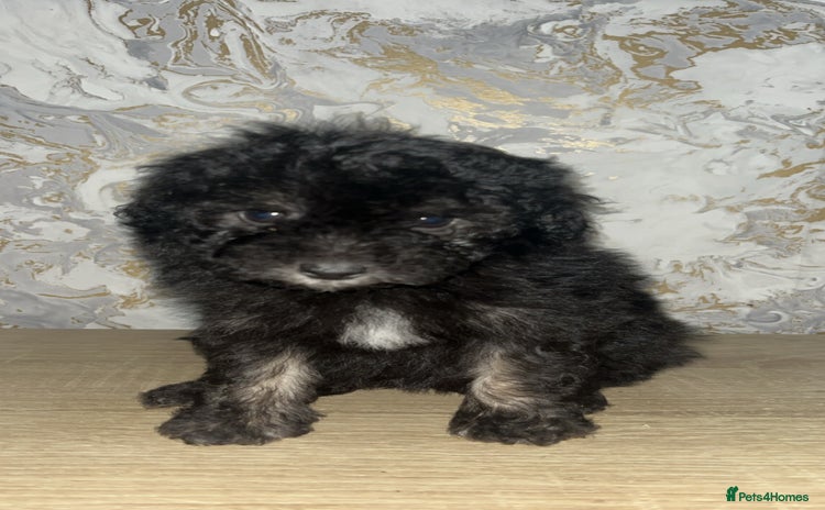 Poochon dogs - Advert 16