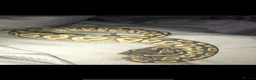 Python Snake reptiles for sale: Orange Ghost Mojave Female Royal Python - Advert 2