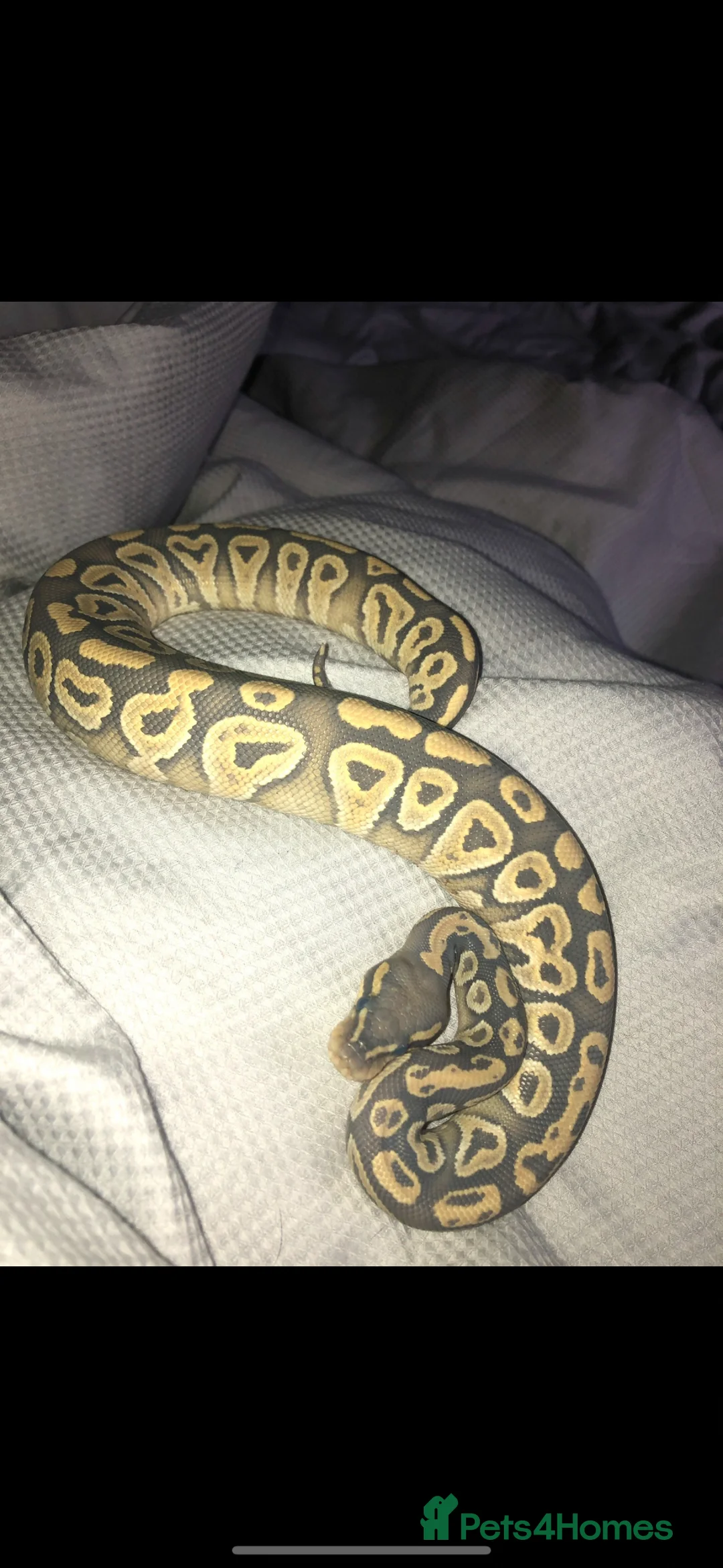 Python Snake reptiles for sale: Orange Ghost Mojave Female Royal Python - Advert 2