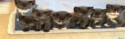 American Shorthair cats for sale: Female kittens left - Advert 5