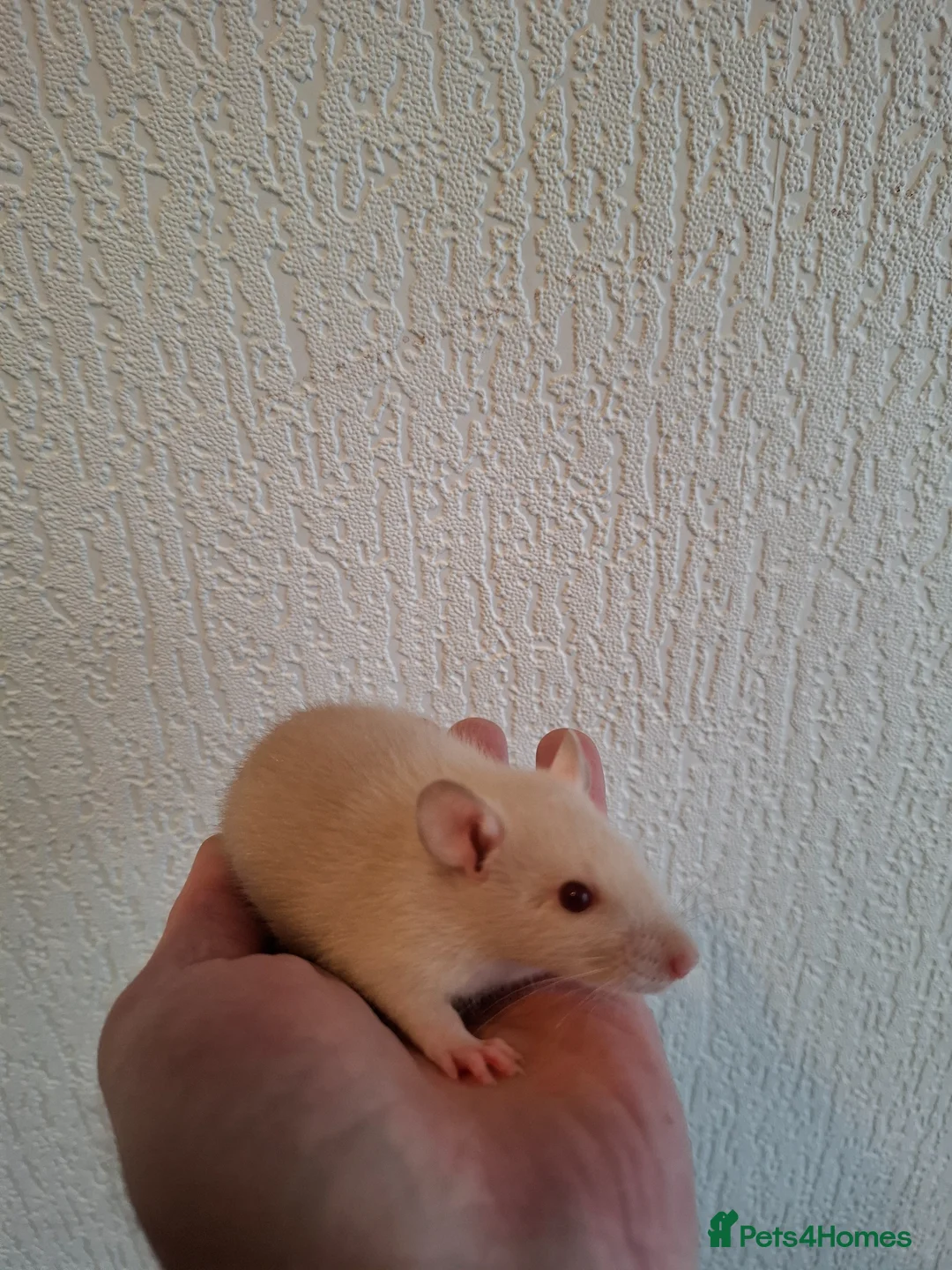 Rat rodents for sale: BABY RATS  - Advert 2