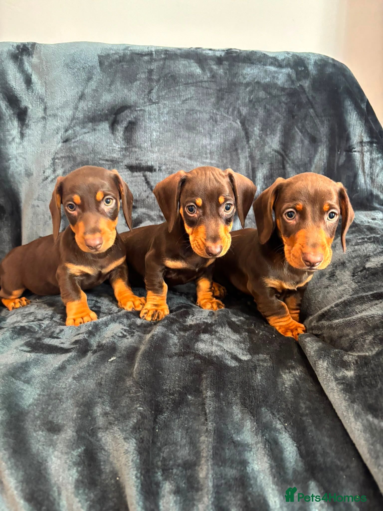 Dachshund dogs Dachshund Boy Puppies Ready Now - Advert 10