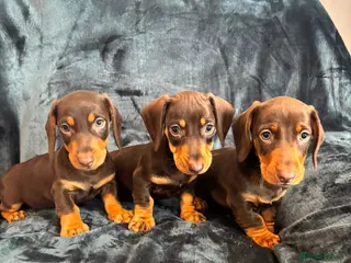Dachshund dogs Dachshund Boy Puppies Ready Now - Advert 10