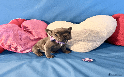 French Bulldog dogs for sale: Adorable Puppies Looking for a New Home! - Image 16
