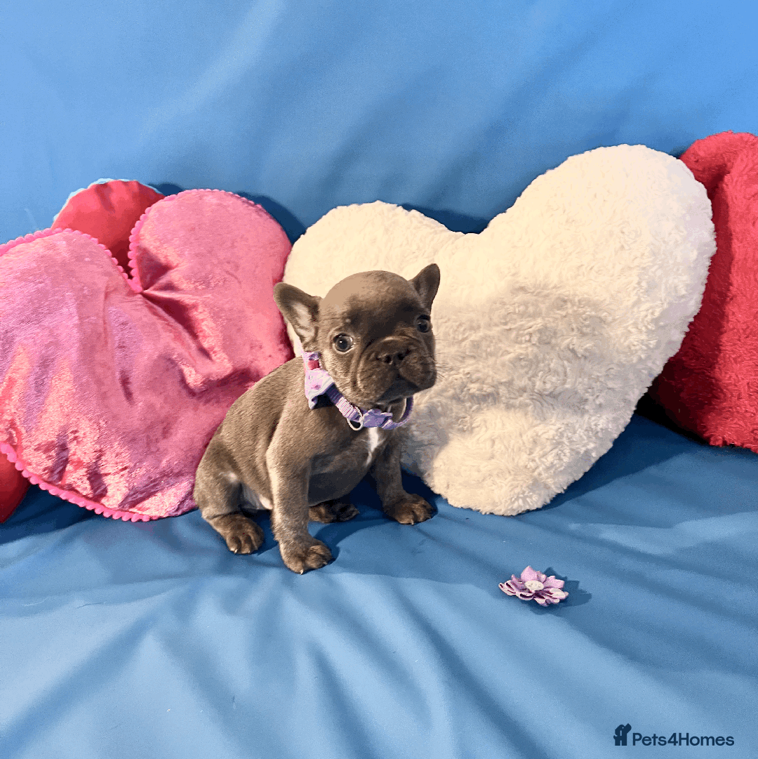 French Bulldog dogs for sale: Adorable Puppies Looking for a New Home! - Image 16