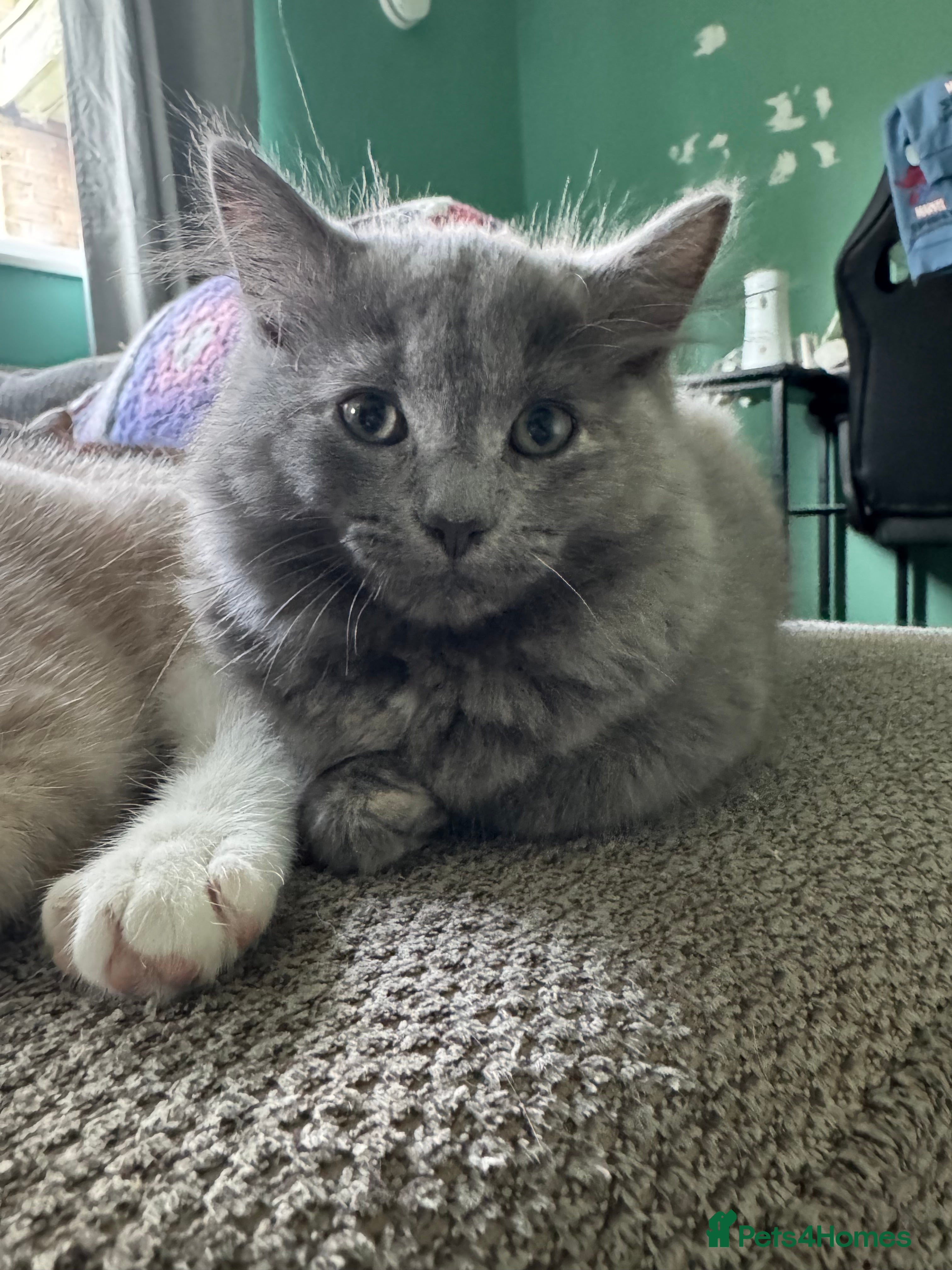 Mixed Breed cats Kittens for sale in Norwich - Advert 1