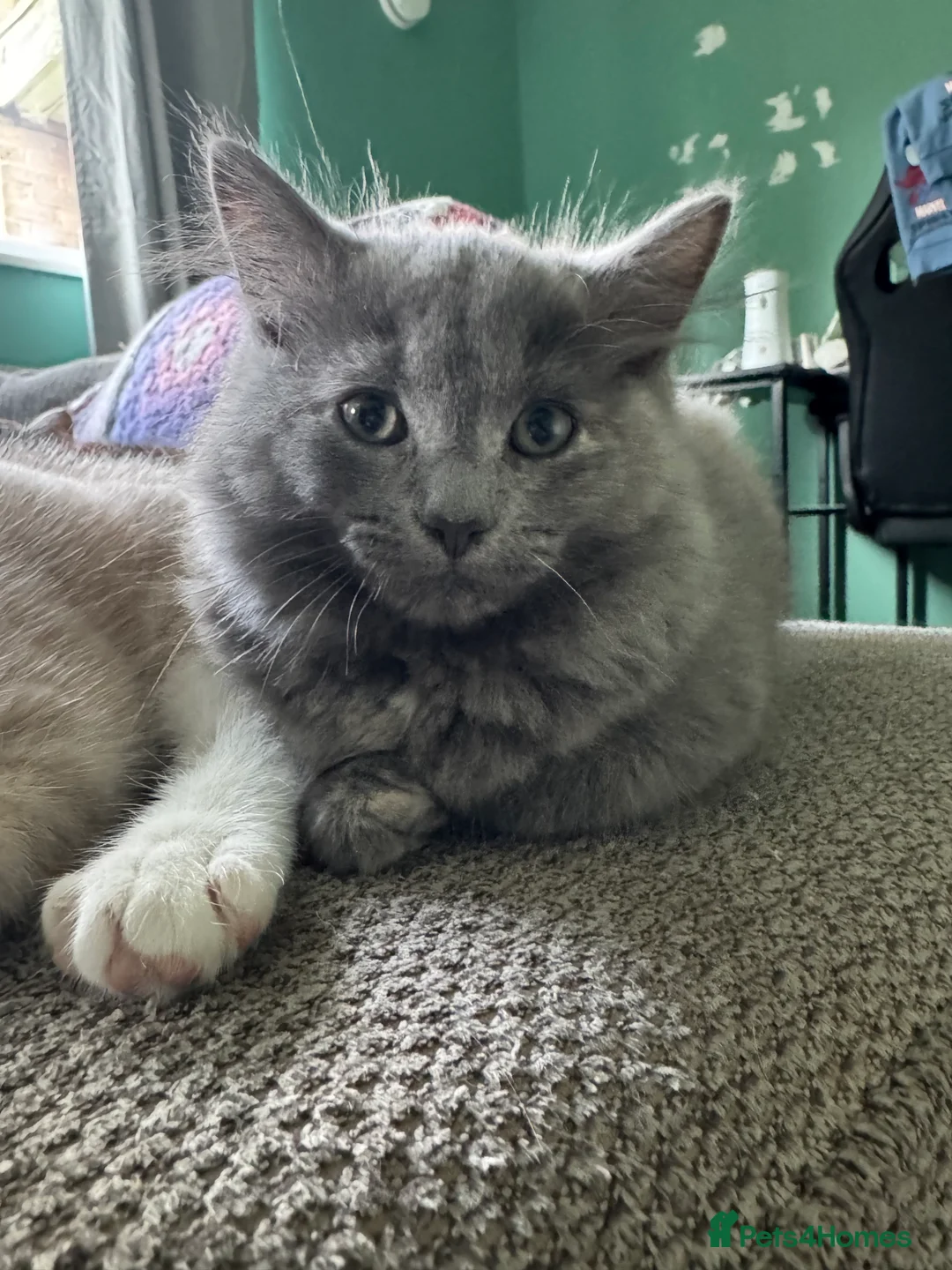 Mixed Breed cats for sale: Kittens for sale in Norwich - Advert 1