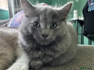 Mixed Breed cats Kittens for sale in Norwich - Advert 1