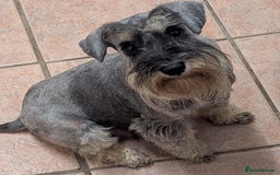 Miniature Schnauzer dogs for sale: Beautiful Pepper+Salt Boys - Image 28