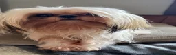 Shih Tzu dogs for stud: Shih Tzu for stud - Advert 5