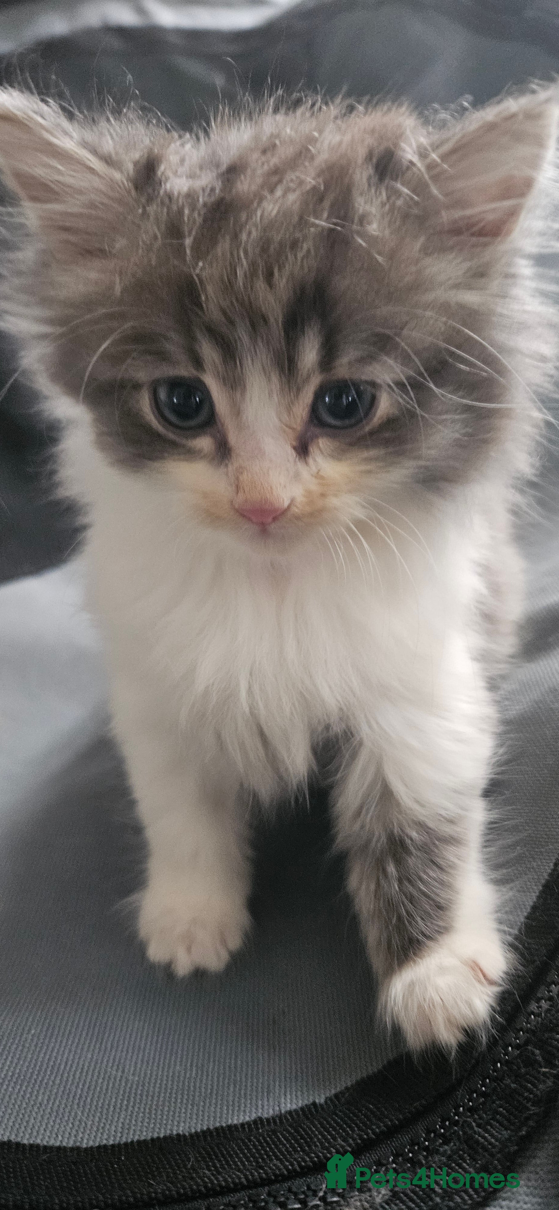 Mixed Breed cats Munchkin Kittens ready for their forever home - Advert 6