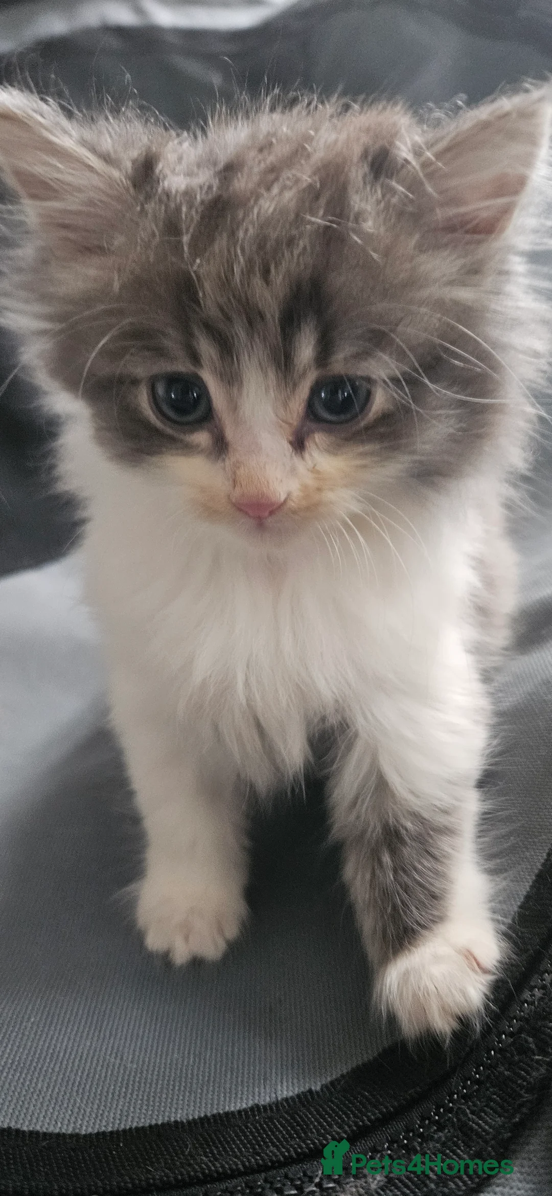 Mixed Breed cats for sale: Munchkin Kittens ready for their forever home - Advert 1