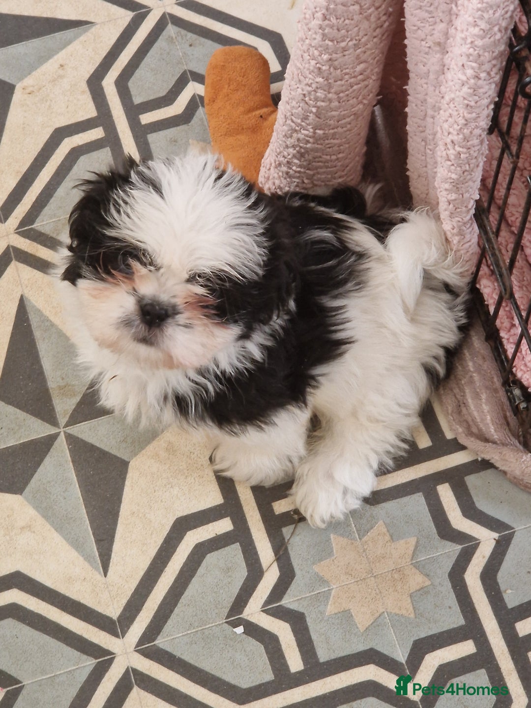 Shih Tzu dogs for sale: Shih tzu puppies for sale - Advert 4
