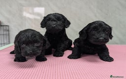 Cockapoo dogs for sale: F1 cockapoo puppies from health tested parents - Image 2