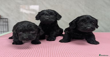 Cockapoo dogs - Advert 6