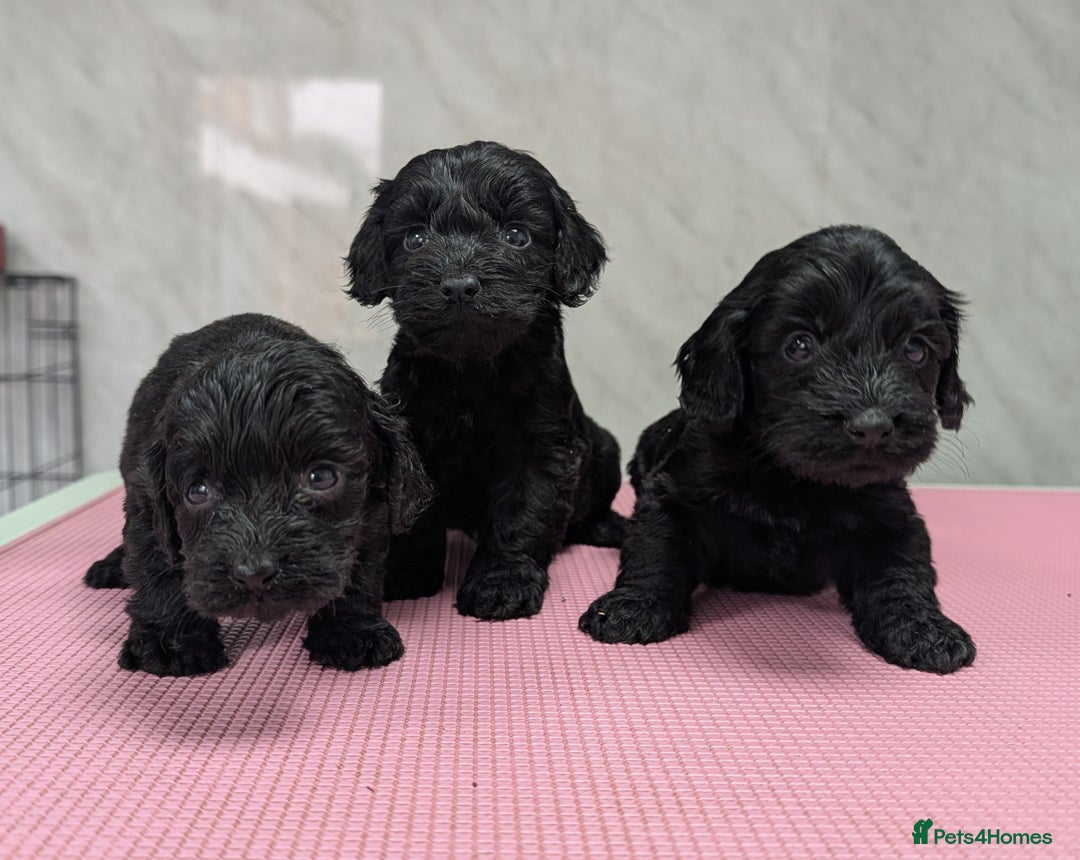 Cockapoo dogs for sale: F1 cockapoo puppies from health tested parents - Image 2