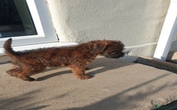 Mixed Breed dogs for sale: Border Terrier x miniature Poodle  - Image 35