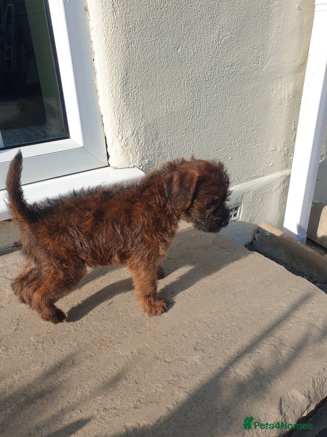 Mixed Breed dogs for sale: Border Terrier x miniature Poodle  - Image 35