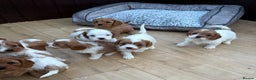 Cavapoochon dogs for sale: Stunning Litter of DNA tested Cavapoochon pups - Advert 4