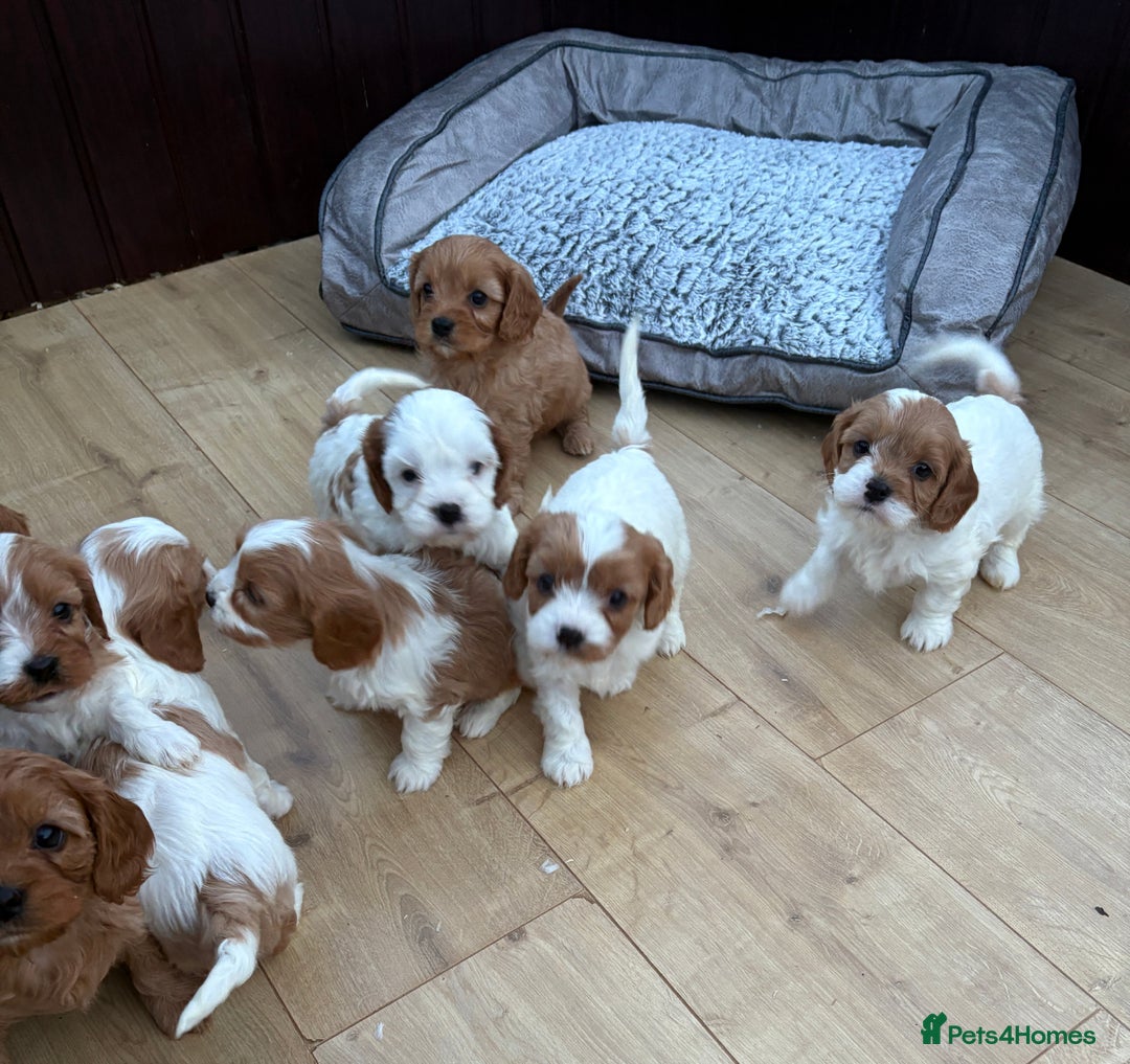 Cavapoochon dogs for sale: Stunning Litter of DNA tested Cavapoochon pups - Advert 4