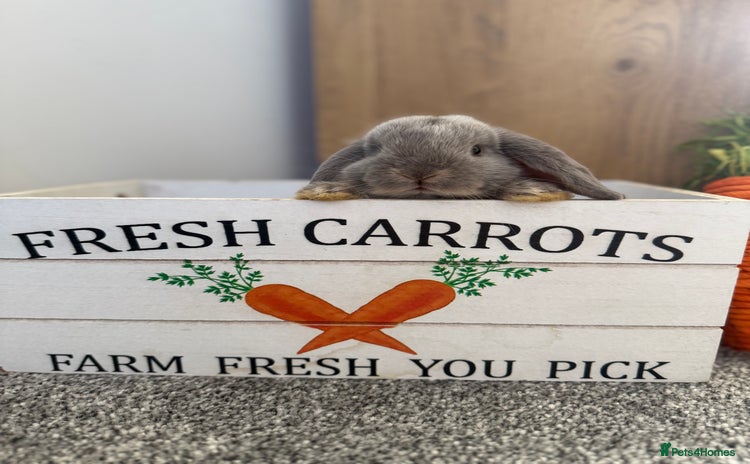 Mini Lop rabbits - Advert 2
