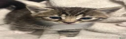 Mixed Breed cats for sale: Beautiful bengal cross kittens - Advert 6