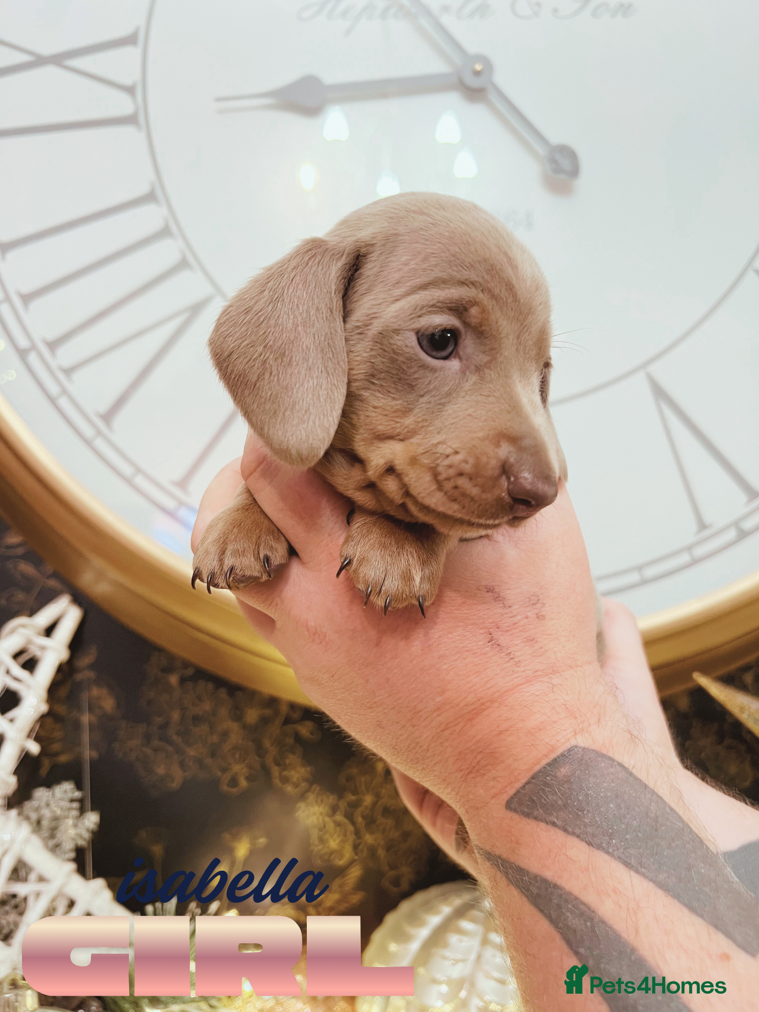 Miniature Dachshund dogs Ready next weekend last KC girl mini dachshund - Advert 12