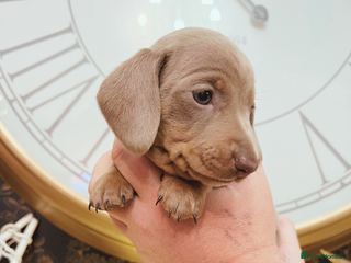 Miniature Dachshund dogs Ready next weekend last KC girl mini dachshund - Advert 12