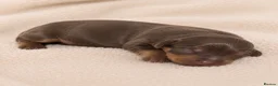 Miniature Dachshund dogs for sale: 👑⭐️Quality KC Miniature Dachshunds⭐️👑 - Advert 4
