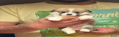 Welsh Corgi Pembroke Puppy 6