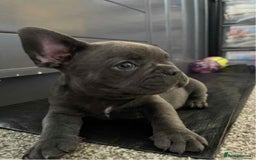 French Bulldog dogs for sale: Adorable French Bulldog Puppies - READY NOW !! - Image 4