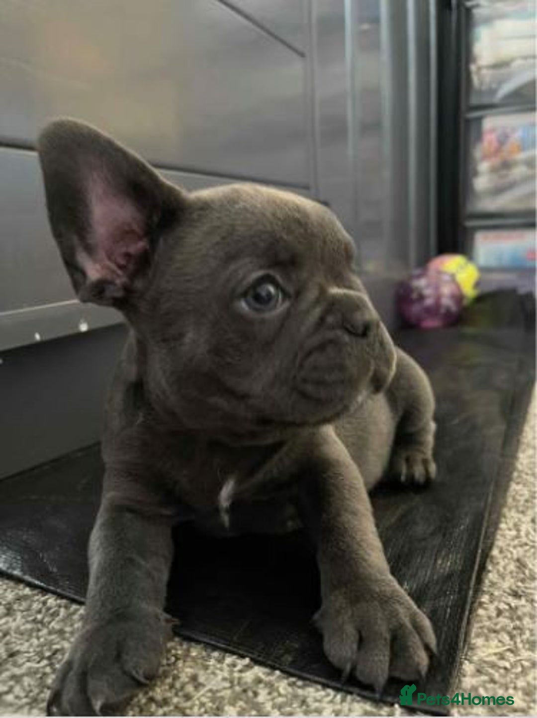 French Bulldog dogs for sale: Adorable French Bulldog Puppies - READY NOW !! - Image 4