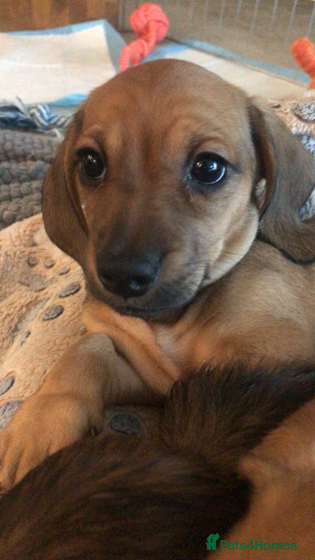 Dachshund dogs for sale: READY NOW!! Mini Wirehaired Dachshund puppy- male  - Image 14