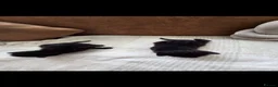 Mixed Breed cats for sale: Beautiful black male kitten !!! in Thornton-Cleveleys - Advert 3