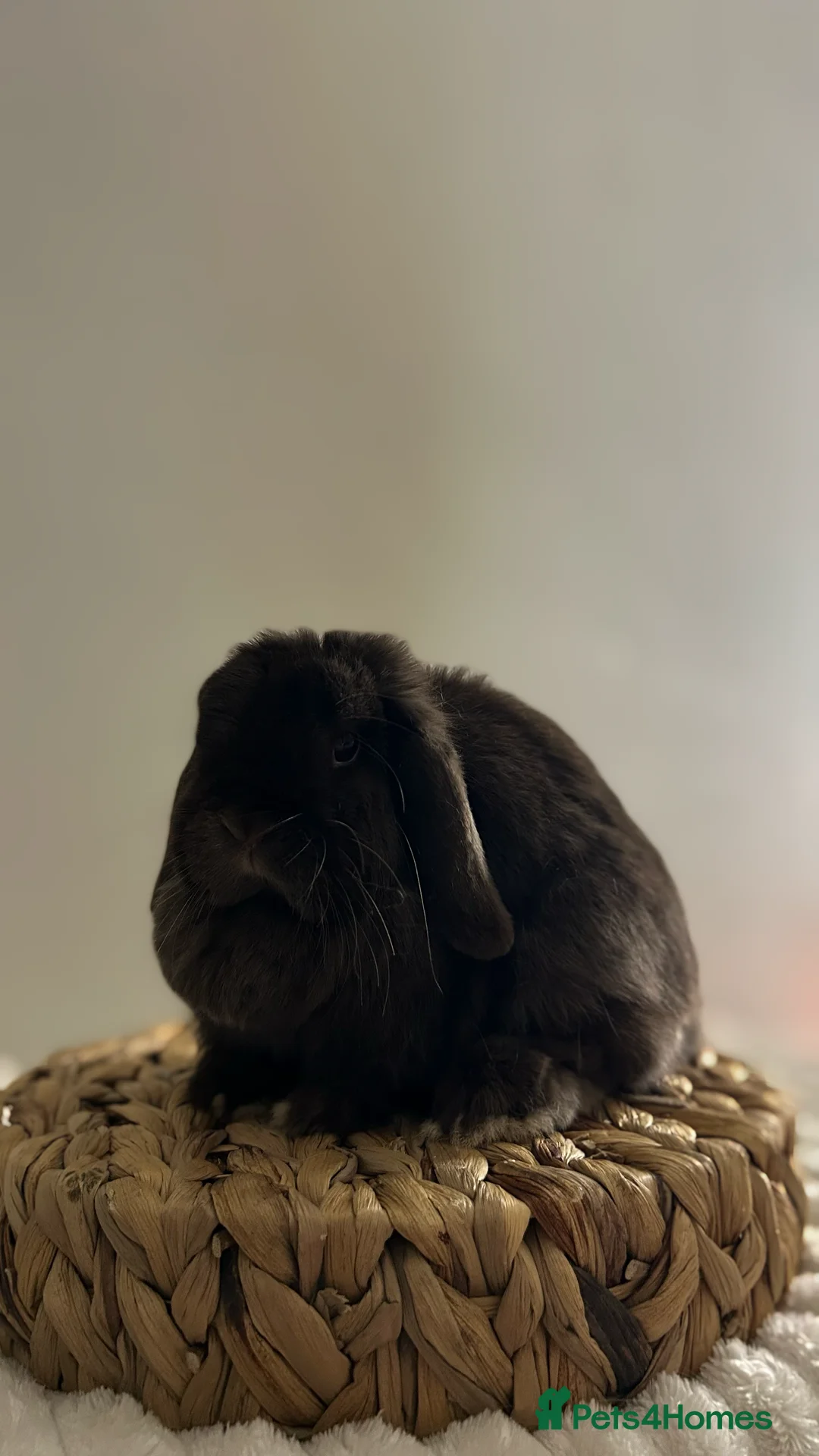 Mini Lop rabbits for sale: Miniature Lop Doe looking for her forever home 🤍 - Advert 2